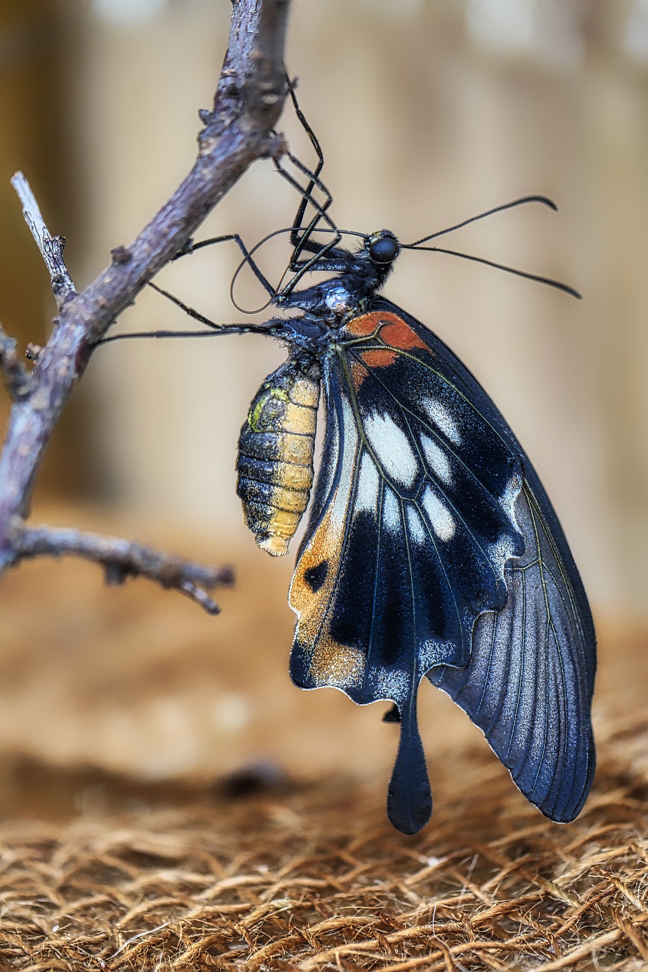 butterfly-gc1a959563_1920