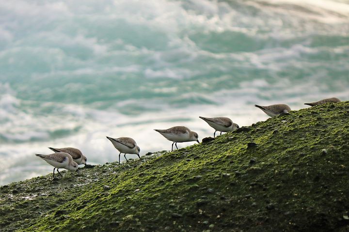 Vögel Natur Verbindung