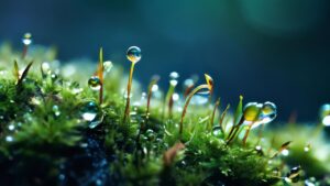 Trance Tanze und Natur