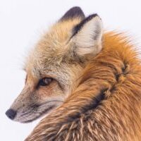 red-fox-2230730_1920